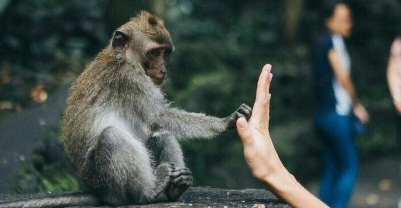 bali-ubud-tour-best-of-ubud-all-inclusive