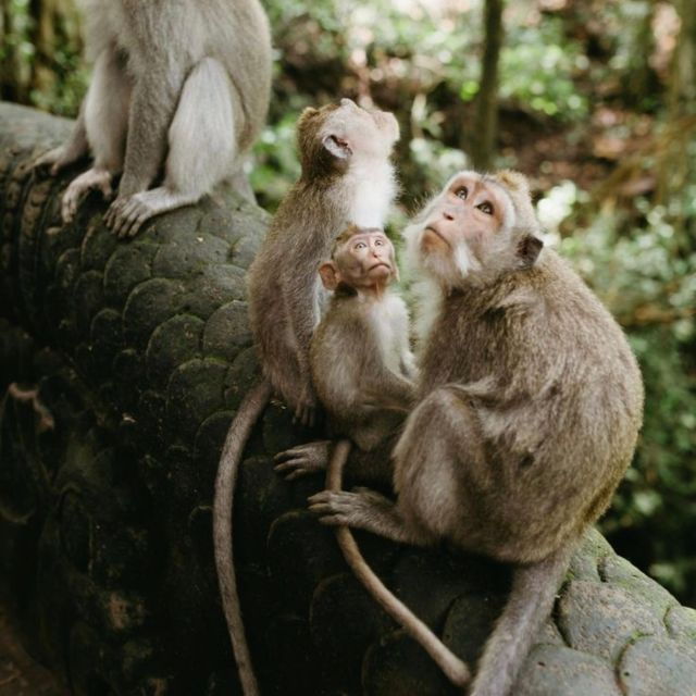 bali-ubud-tour-best-of-ubud-all-inclusive