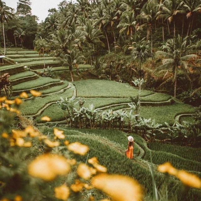 bali-ubud-tour-best-of-ubud-higlight-with-private-transfers