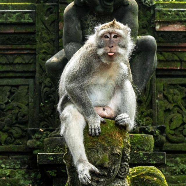 bali-ubud-tour-best-of-ubud-higlight-with-private-transfers