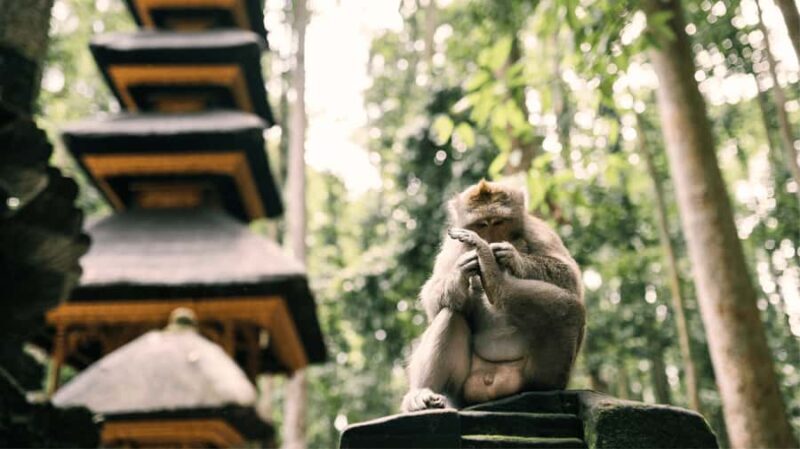 Bali: Ubud Tour with Sacred Monkey Forest & Rice Terraces - Key Points