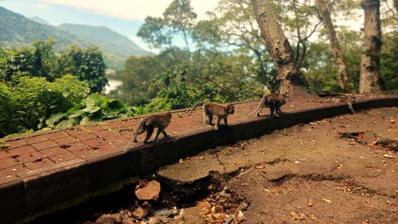 Bali: Ulun Danu Temple, Waterfall, and Twin Lakes Tour - Who Will Love This Tour?