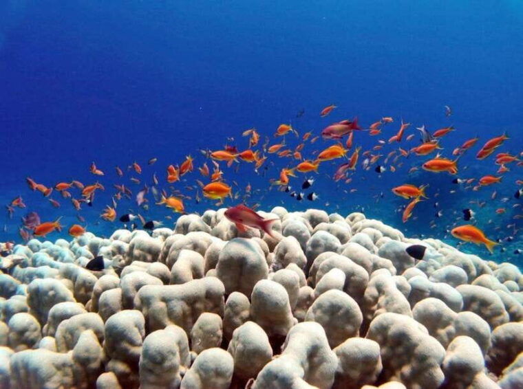 bali-underwater-sea-walk-uluwatu-temple-and-kecak-dance