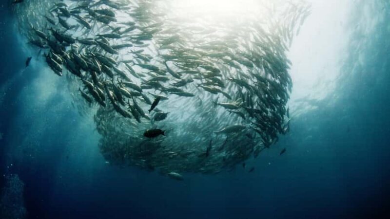 BALI: USAT SHIPWRECK DIVE WITH HOTEL TRANSFERS & LUNCH - Introduction to the Bali USAT Liberty Dive Tour