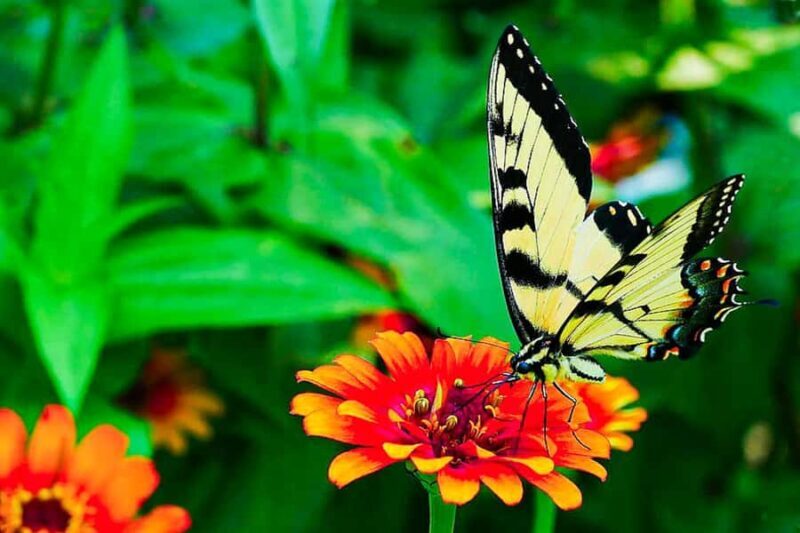 Bali: Vintage Cars, Timeless Craft, Elegance & Creative Soul - FAQ