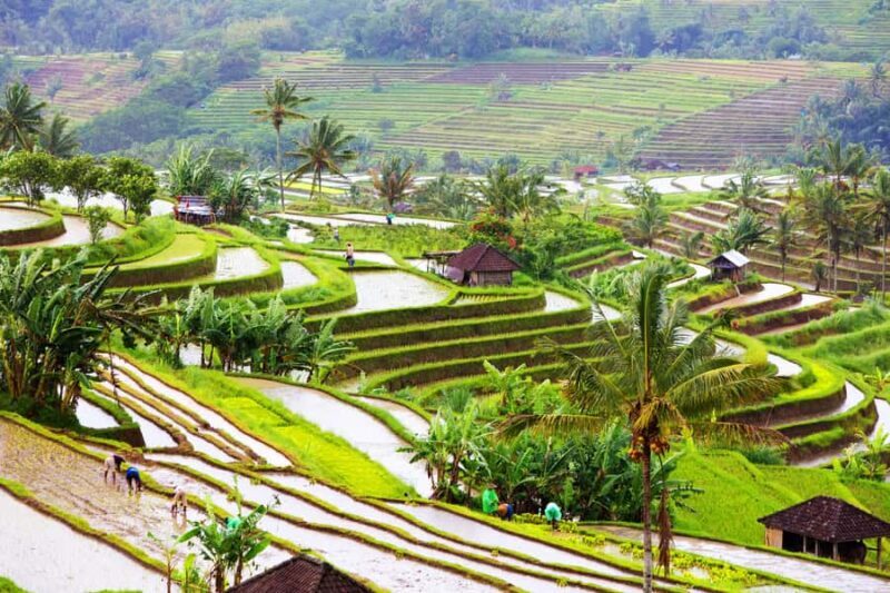 Bali: Water Temple, Waterfalls and Unesco Rice Terrace Tour - Authentic Experiences Reported by Travelers