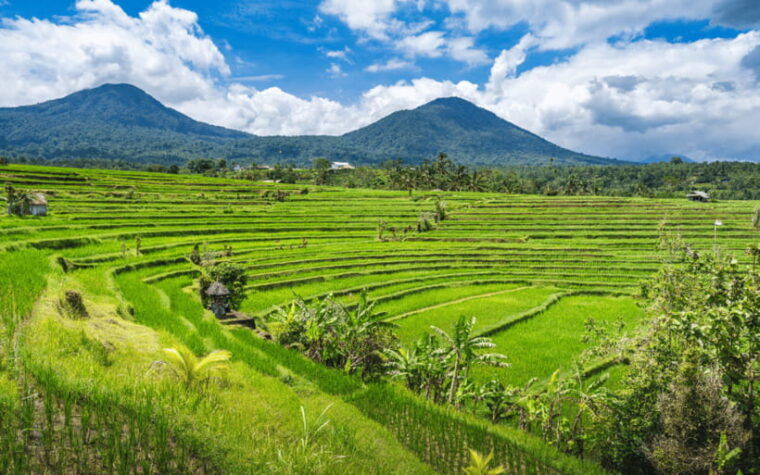 bali-waterfalls-temples-and-rice-terraces-scenic-tour
