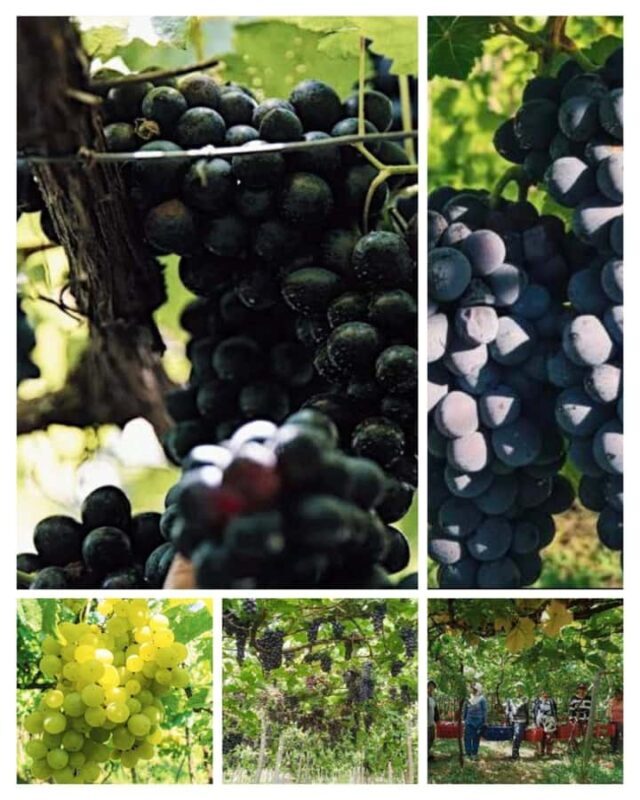 Bali: Wine & Cheese Tasting / Jungle Bar / Skylodge - An In-Depth Look at the Bali Wine & Cheese Tour