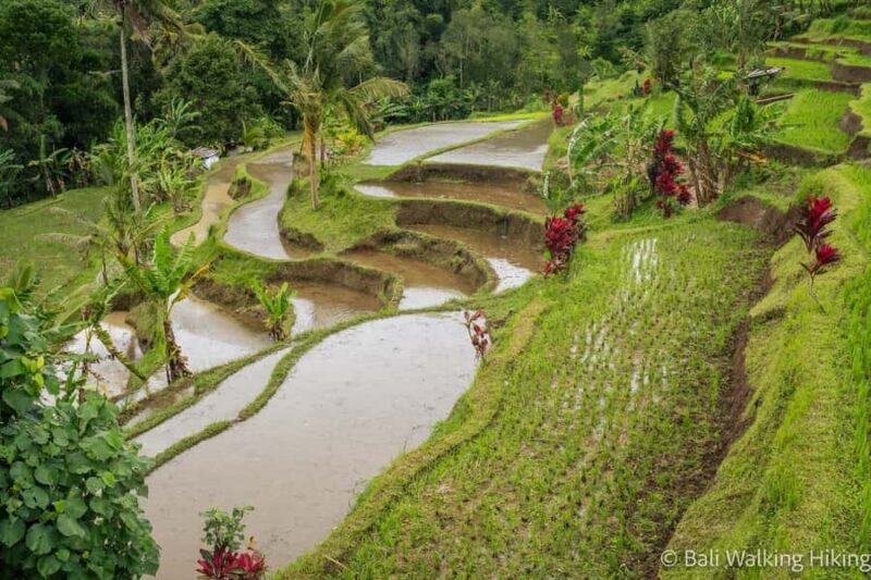 Bali: Wonderland Exotic Nature Tour - The Sum Up