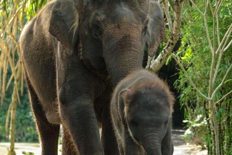 bali-zoo-behind-closed-doors-afternoon-safari-guided-tour