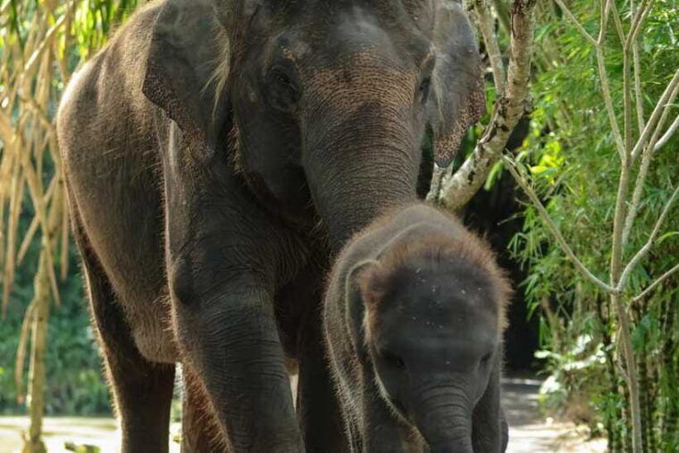 bali-zoo-behind-closed-doors-afternoon-safari-guided-tour