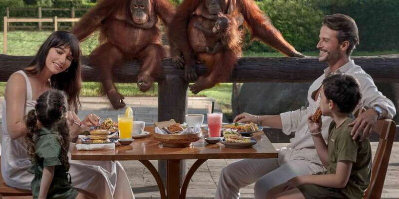 bali-zoo-breakfast-with-the-orangutans