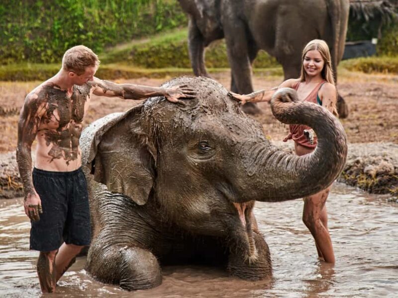 Bali Zoo: Guided Ethical Elephant Care Experience - Introduction: What Makes This Tour Special