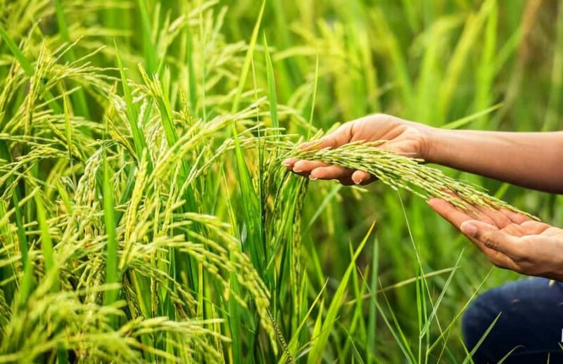 Balinese Holy Water Ritual with Nature Serenity - Who Should Consider This Tour?