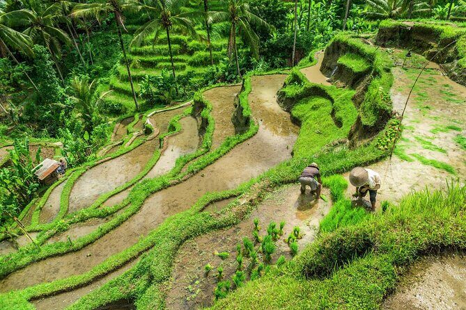 Balinese Ritual Purification Tour - Who Should Book This Tour?