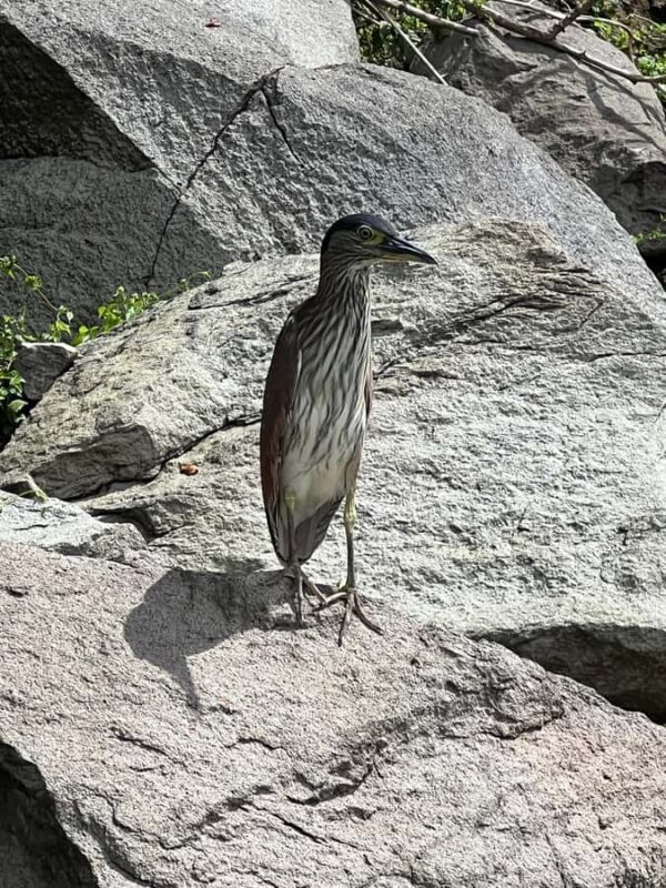 Balinsasayo Twin Lakes Half-Day Shared Tour in English - What to Expect from the Balinsasayao Twin Lakes Half-Day Tour