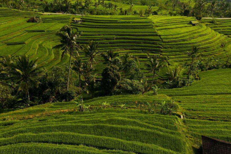 balis-iconic-waterfalls-rice-terraces-sunset-at-la-brisa