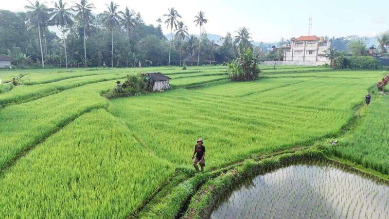 balisidemen-tour-guide