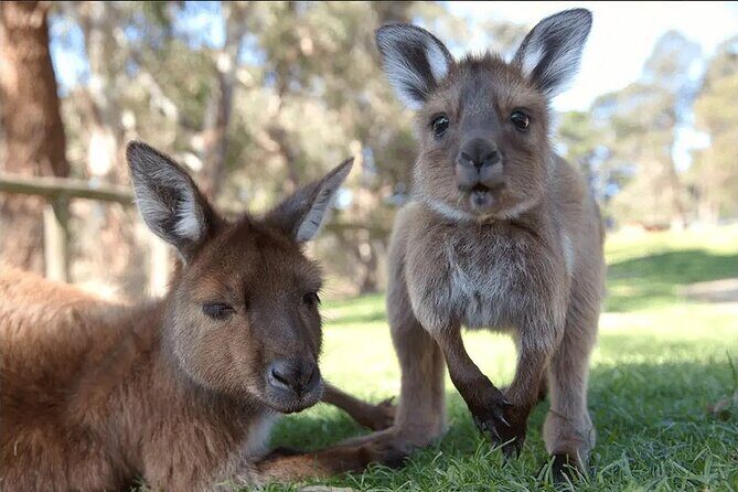 Ballarat Animals and Gold Rush Sovereign Hill Tour - What’s Included and How It Adds Value