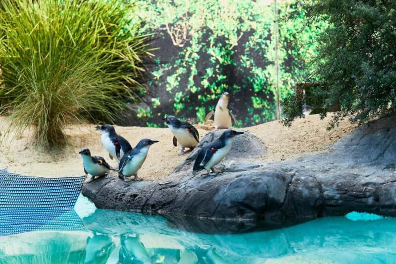 Ballarat: Wildlife Park Entry Ticket - Exploring the Ballarat Wildlife Park Experience