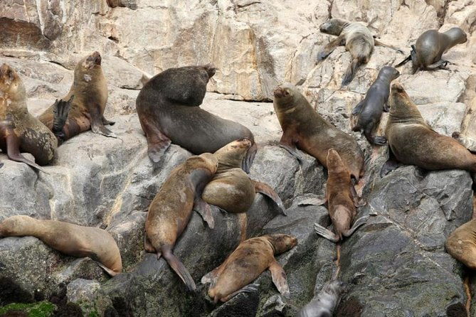 ballestas-and-huacachina-islands-with-sandboarding-practice