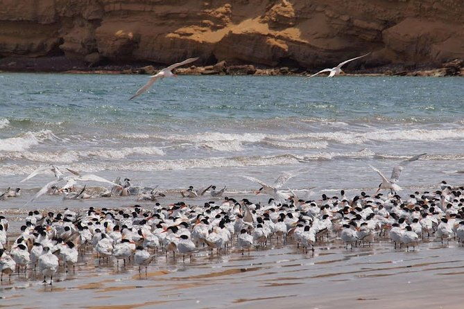 ballestas-and-paracas-from-lima-by-bus