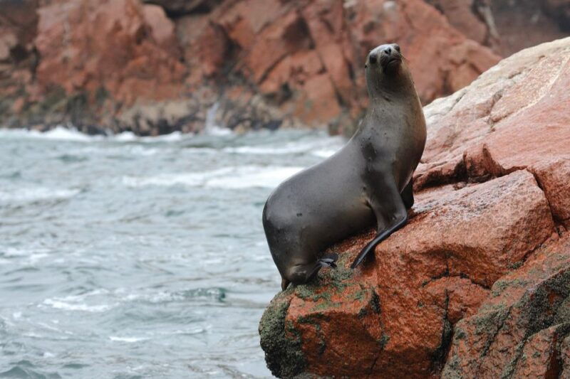 ballestas-huacachina-oasis-and-overflight-in-nasca-from-lima