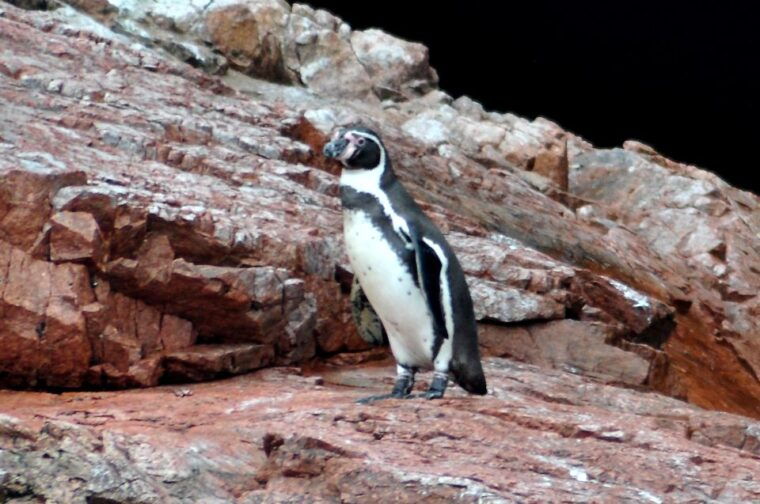 ballestas-islands-and-huacachina-oasis-half-day-tour