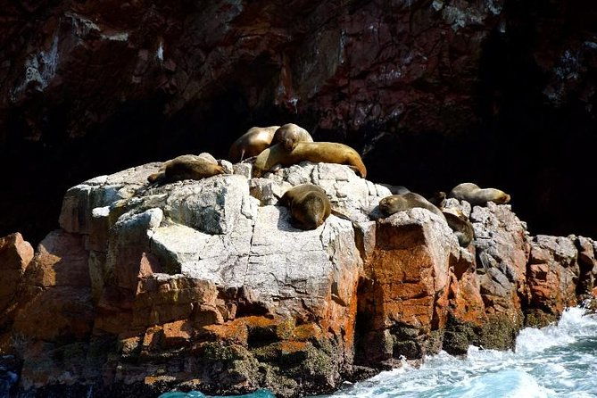 ballestas-islands-and-paracas-national-reserve-day-trip-from-paracas