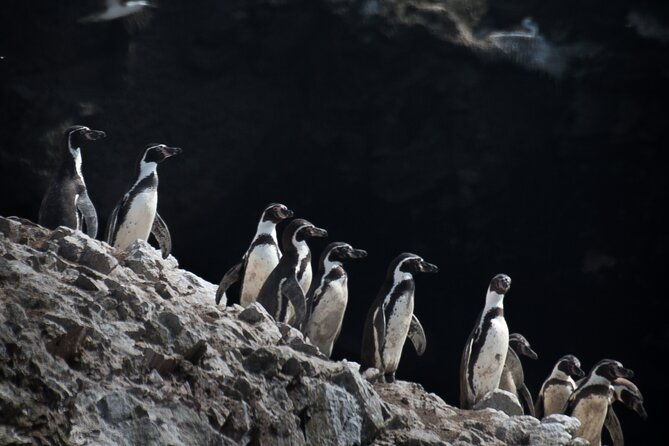 ballestas-islands-and-paracas-reserve-expedition-from-ica-group