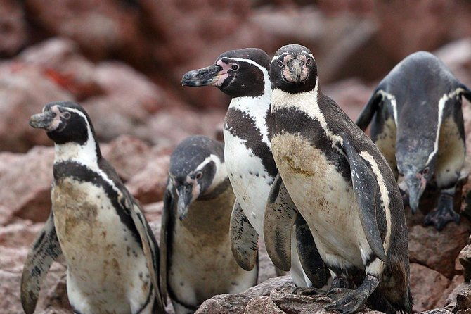 ballestas-islands-and-paracas-reserve-from-san-martin-port