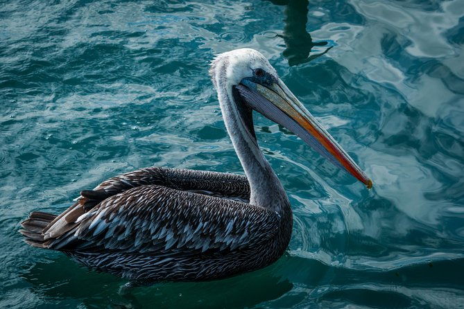 ballestas-islands-and-paracas-reserve-from-san-martin-port