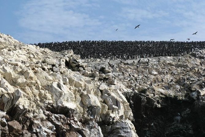 ballestas-islands-boat-tour-in-paracas