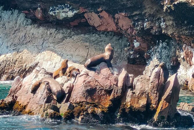 ballestas-islands-excursion-from-paracas