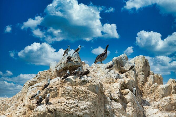 ballestas-islands-excursion-from-paracas