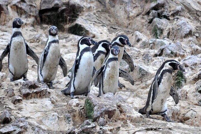 ballestas-islands-excursion-from-paracas