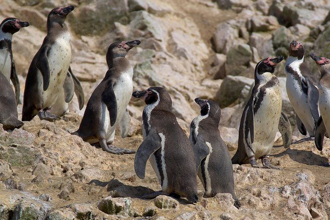 ballestas-islands-for-cruise-ship-passenger-paracas-harbour