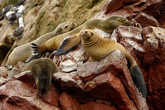 ballestas-islands-for-cruise-ship-passenger-paracas-harbour