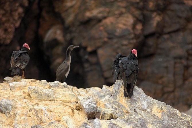 ballestas-islands-for-cruise-ship-passenger-paracas-harbour