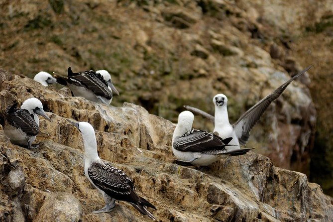 ballestas-islands-for-cruise-ship-passenger-paracas-harbour