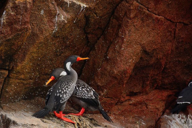 ballestas-islands-for-cruise-ship-passenger-paracas-harbour