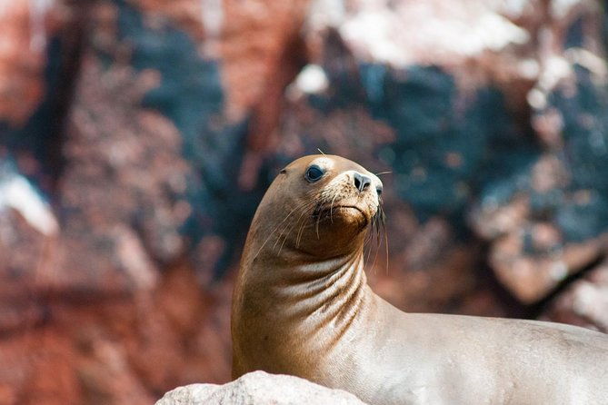 ballestas-islands-group-tour-from-san-martin-port