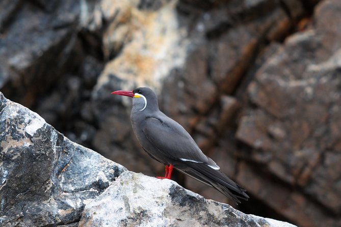 ballestas-islands-group-tour-from-san-martin-port