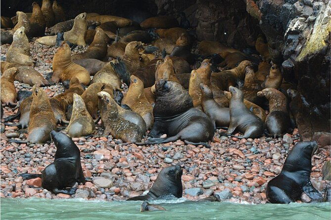 ballestas-islands-nazca-lines-and-huacachina-tour-from-lima