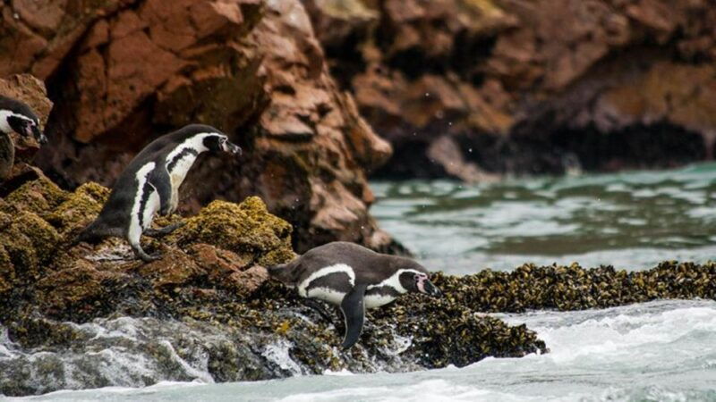 ballestas-islands-paracas-national-reserve-from-paracas