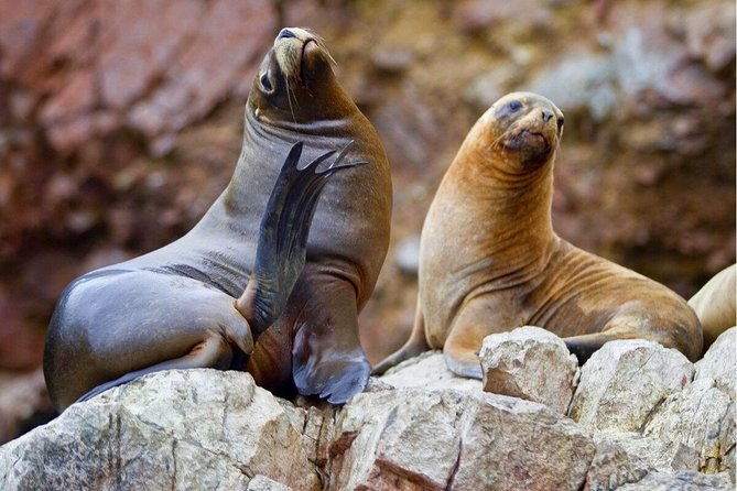 ballestas-islands-paracas-reserve-skulls-museum-private-tour