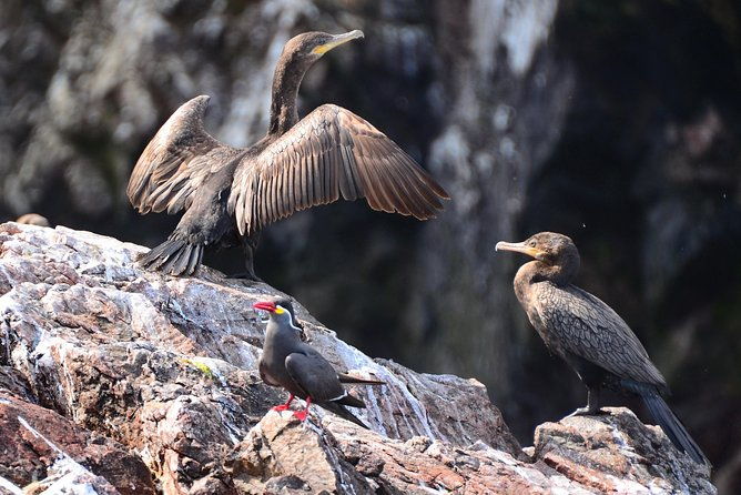 ballestas-islands-private-tour