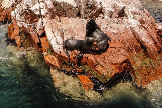 ballestas-islands-sandboarding-at-huacachina-private-tour