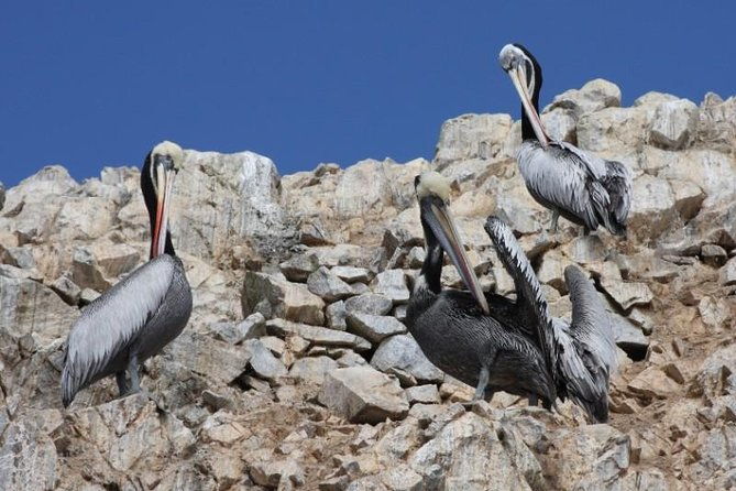 ballestas-islands-sightseeing-boat-ride-from-paracas