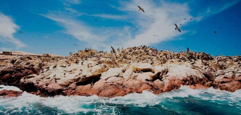 ballestas-islands-tour-2